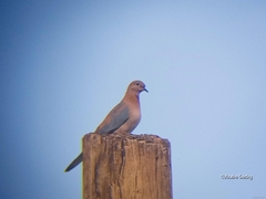 Streptopelia senegalensis