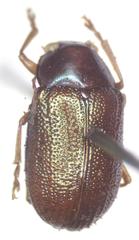 Talurus tortonesi