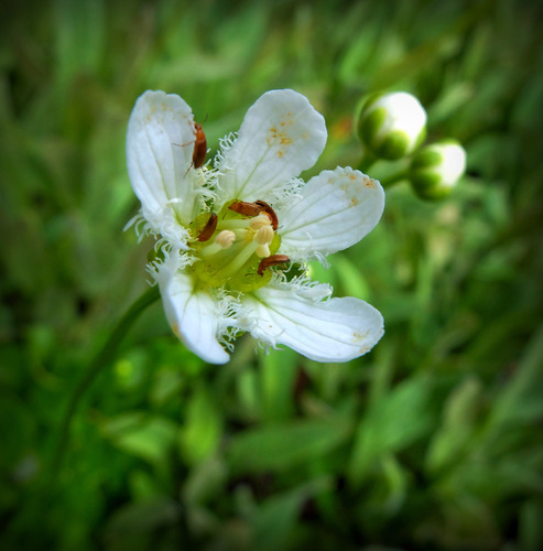 iNaturalist observation photo of False Flower Beetle