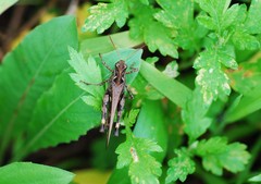 Oedaleus infernalis