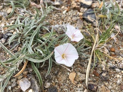 Convolvulus ammannii