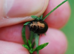 Chrysolina aurichalcea