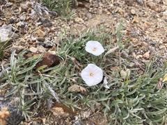Convolvulus ammannii