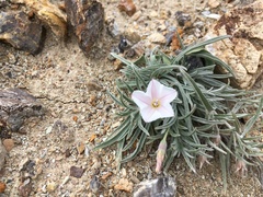 Convolvulus ammannii