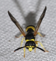 Ancistrocerus kitcheneri