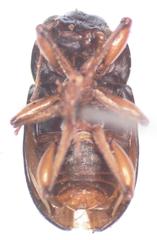 Talurus tortonesi