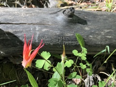 Aquilegia elegantula