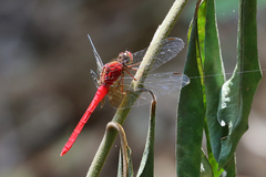 Rhodopygia cardinalis