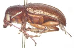 Talurus tortonesi