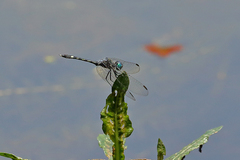Micrathyria hesperis