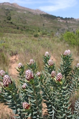Leucadendron daphnoides