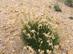 Silene turgida