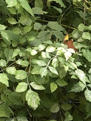 Erysiphe peckii