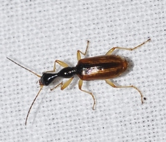 Eucolliuris olivieri