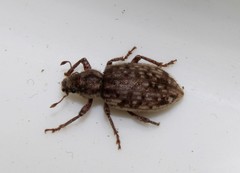 Cycloderes canescens