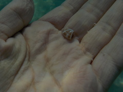 Donacidae