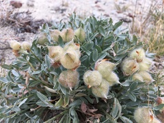 Oxytropis tragacanthoides