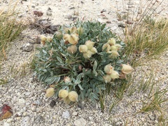 Oxytropis tragacanthoides