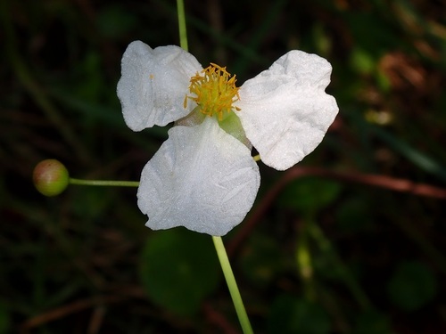 Alismataceae image