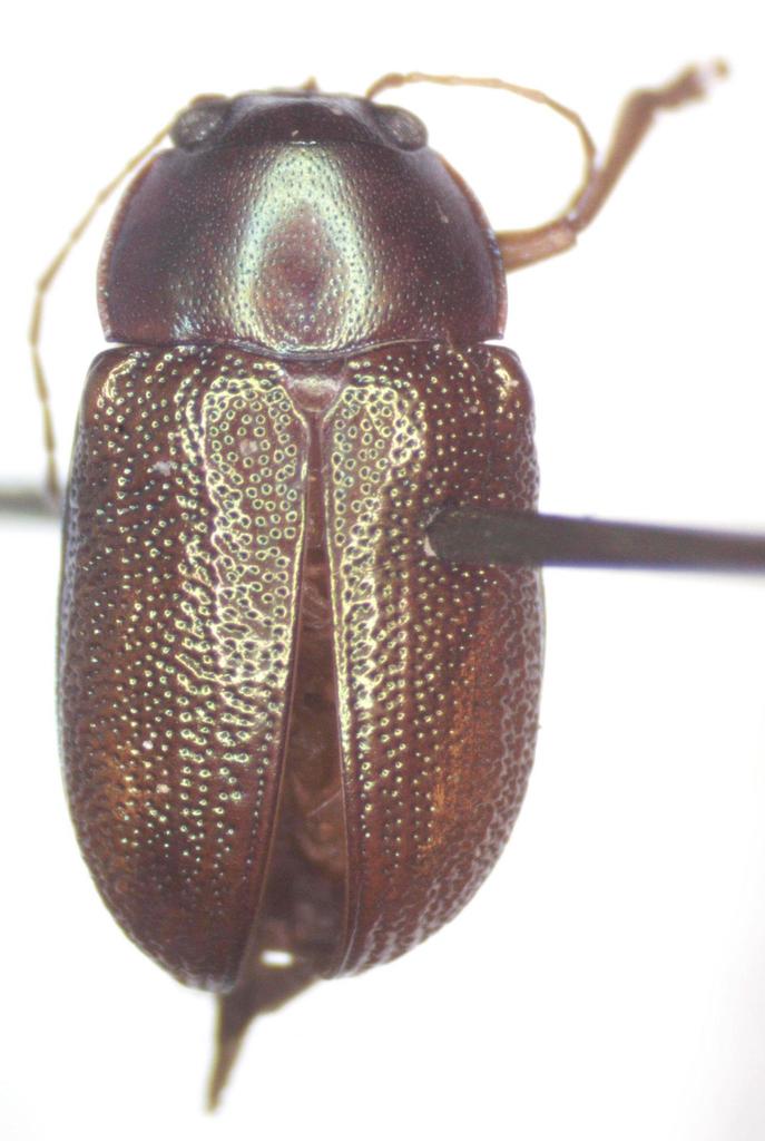 Talurus