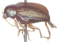 Talurus tortonesi