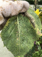 Puccinia helianthi
