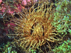 Cerianthus membranaceus