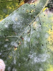Puccinia helianthi