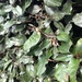 Elaeagnus × submacrophylla - Photo (c) mikeybabes, μερικά δικαιώματα διατηρούνται (CC BY-NC)