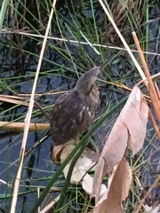 Botaurus lentiginosus image