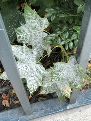 Phyllactinia marissalii