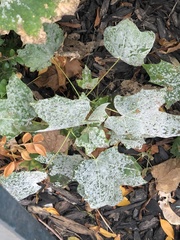 Phyllactinia marissalii