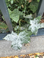 Phyllactinia marissalii