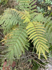 Albizia julibrissin julibrissin