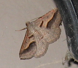 Vermilion Granite Moth