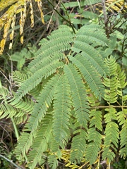 Albizia julibrissin julibrissin