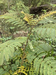 Albizia julibrissin julibrissin