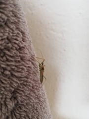 Zelus renardii