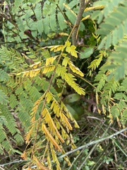 Albizia julibrissin julibrissin