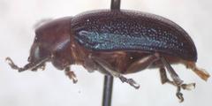 Talurus tortonesi