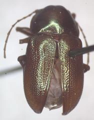 Talurus tortonesi