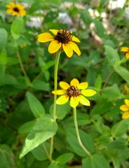 Zinnia maritima