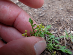 Rorippa curvisiliqua