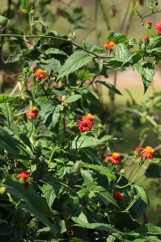 Pseudogynoxys chenopodioides