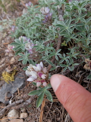 Lupinus breweri