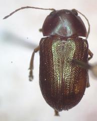 Talurus tortonesi