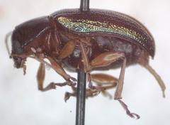 Talurus tortonesi