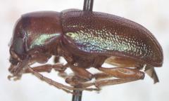 Talurus tortonesi