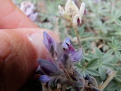 Lupinus breweri