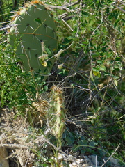 Opuntia rastrera